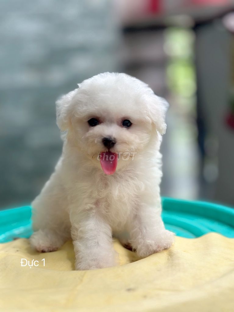 Bichonfrise mini. Mua bán Chó tại Quận Tân Bình Tp Hồ Chí Minh được đăng bởi Nguyễn Thị Phương Thảo hình 3