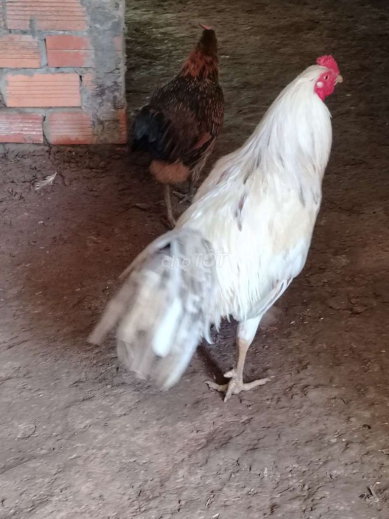 Gà khỏe mạnh. Mua bán Gà tại Huyện Mỹ Tú Sóc Trăng được đăng bởi Phia Thạch hình 1
