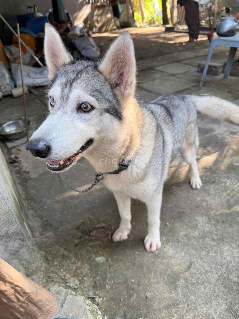 Chó Husky Cái Xám trắng. Mua bán Chó tại Huyện Thới Lai Cần Thơ được đăng bởi Anh Dydy hình 1