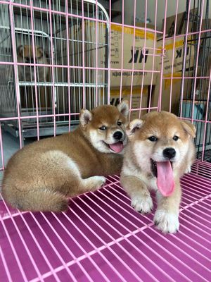 Chó Shiba Inu thuần chủng