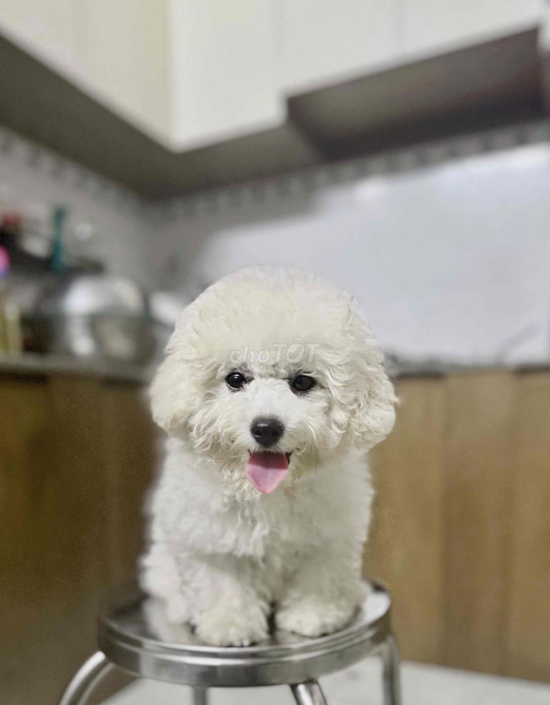 Bichon cái 5th full vacxin cá mềm