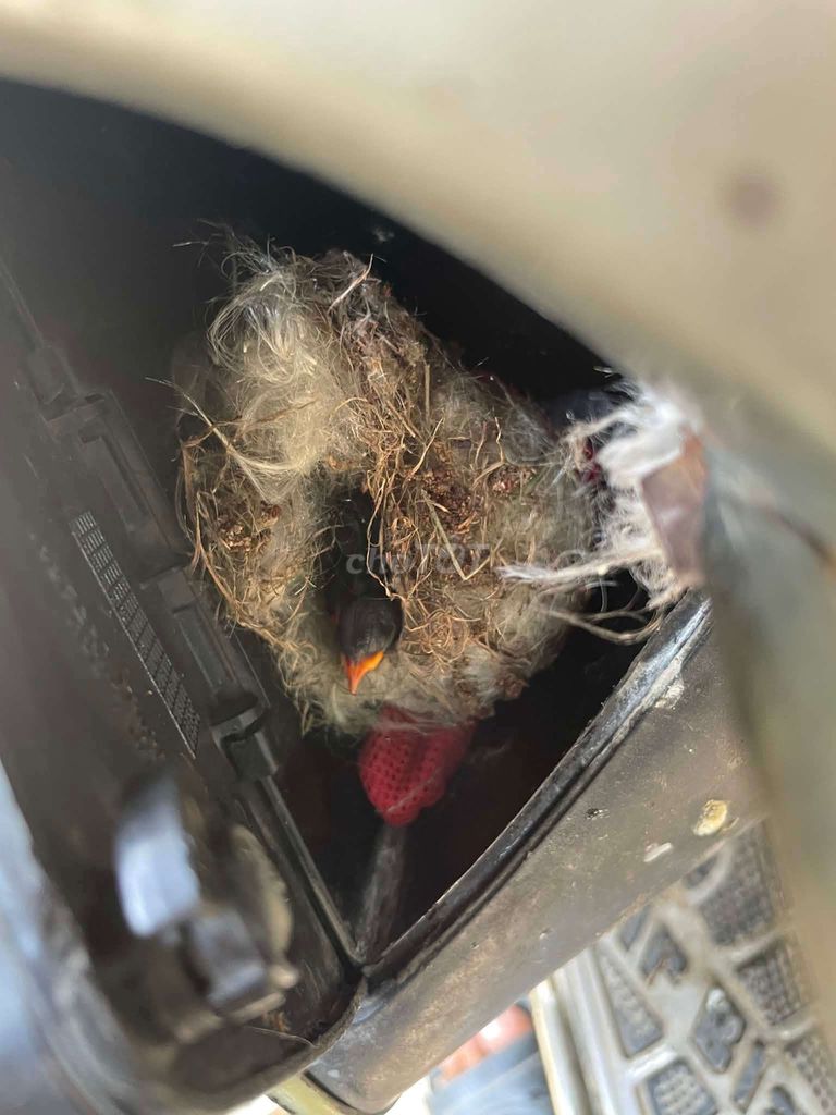 Chim Ốc mít non đang bung lông ống. Mua bán Chim tại Quận Liên Chiểu Đà Nẵng được đăng bởi Pham Huy11 hình 1