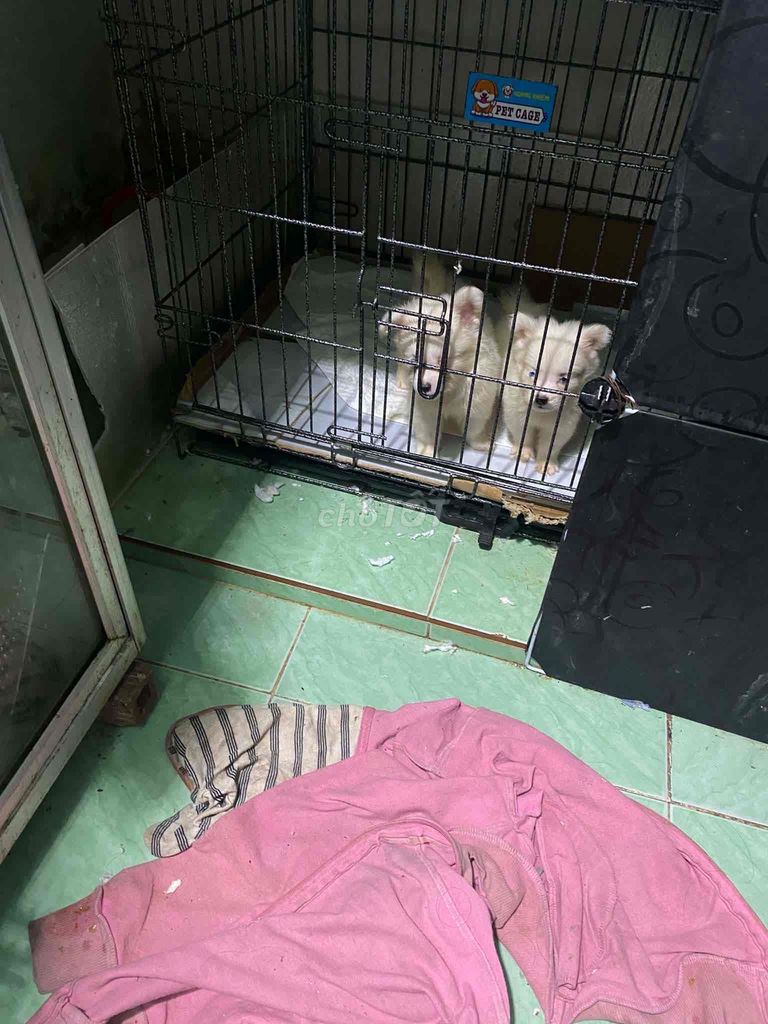 Chó Fox xù trắng 2 tháng tuổi. Mua bán Chó tại Huyện Hóc Môn Tp Hồ Chí Minh được đăng bởi Saphire hình 1