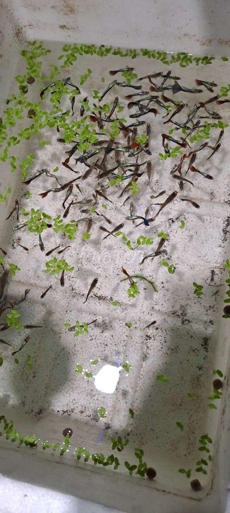 Cá bảy màu đẹp chỉ 1k/1con tặng bèo.. Mua bán Thú cưng khác tại Huyện Hóc Môn Tp Hồ Chí Minh được đăng bởi Huỳnh chí tâm hình 5