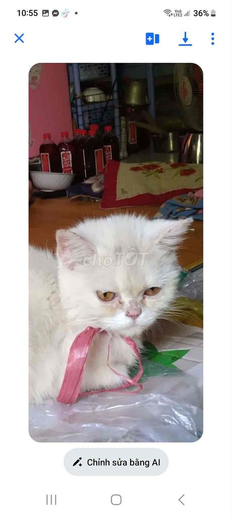 Mèo lai lông mềm mại. Mua bán Mèo tại Thành phố Thuận An Bình Dương được đăng bởi Hải Anh hình 1