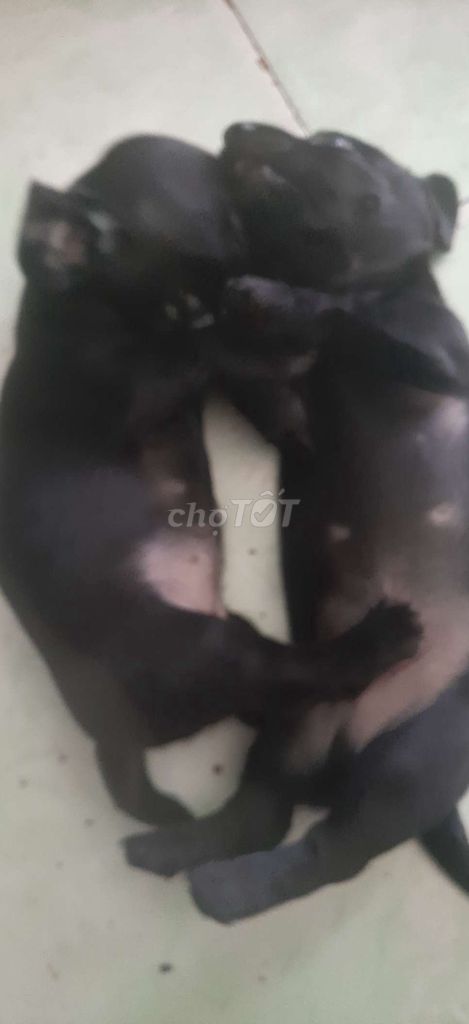 Chó Lap xưởng đen con. Mua bán Chó tại Quận 12 Tp Hồ Chí Minh được đăng bởi Cuoi Cung Rồi Se Di Ve Dau hình 1