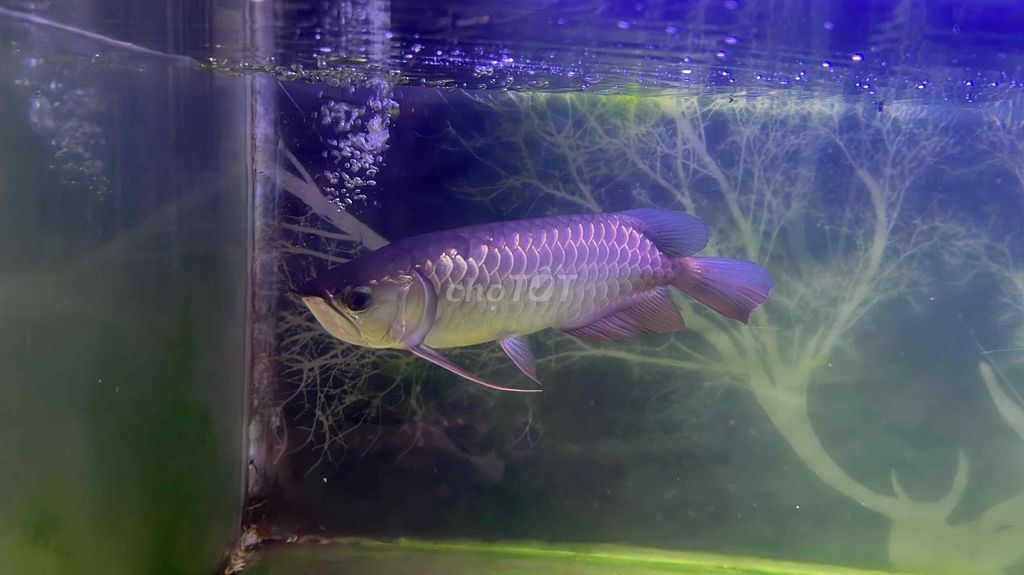 Cá Rồng Tím blue base golden. Mua bán Thú cưng khác tại Quận Tân Bình Tp Hồ Chí Minh được đăng bởi Lương Trọng Quyền hình 1