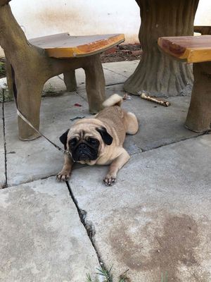 Chó Pug cái màu Nâu vàng