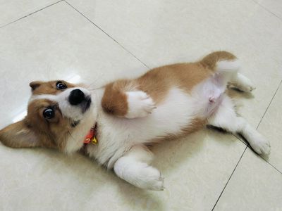 Bán Chó Corgi gần 3 tháng tuổi. Mua bán Chó tại Quận Gò Vấp Tp Hồ Chí Minh được đăng bởi Trần Thảo My