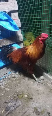 Phèn chân xanh 3k trang 3k2. Mua bán Gà tại Huyện Tịnh Biên An Giang được đăng bởi A kiet