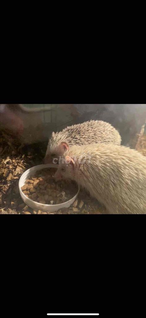 Nhím cảnh trắng dễ thương. Mua bán Thú cưng khác tại Huyện Củ Chi Tp Hồ Chí Minh được đăng bởi tân hình 1