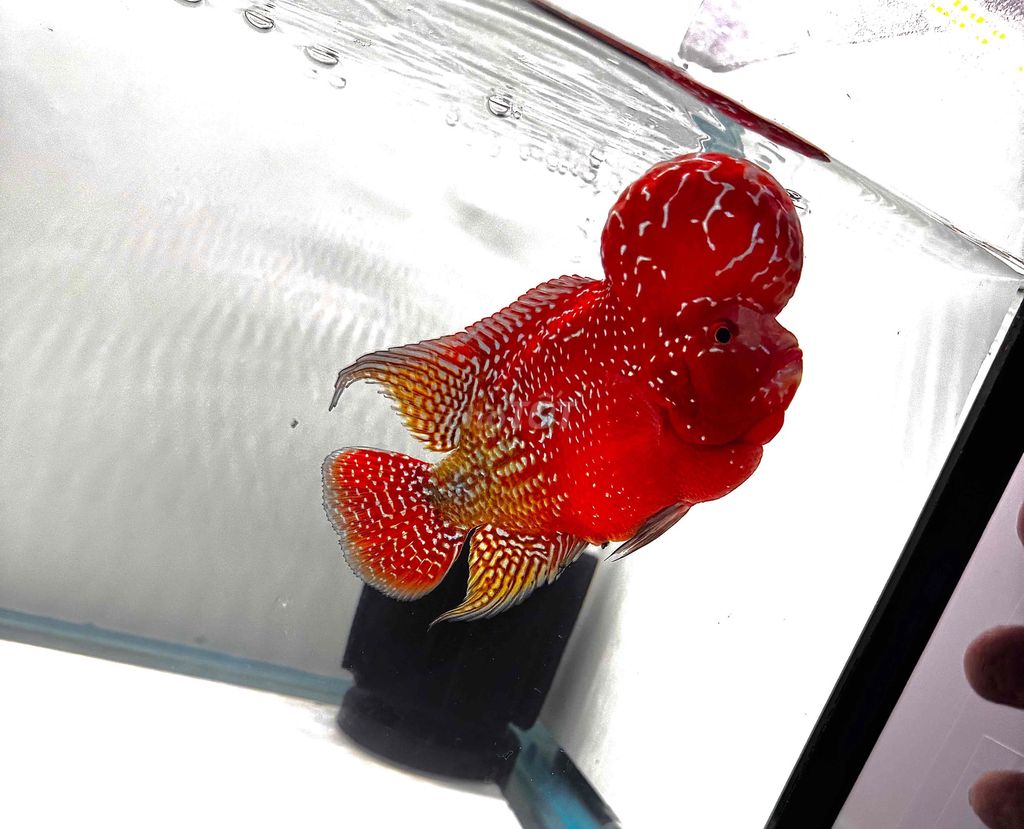 Cá La Hán Kamfa. Mua bán Thú cưng khác tại Quận Tân Phú Tp Hồ Chí Minh được đăng bởi Bi hình 1