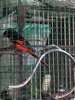 Dọn nhà thanh lí nhiều dòng chim. Mua bán Chim tại Huyện Củ Chi Tp Hồ Chí Minh được đăng bởi Tuan