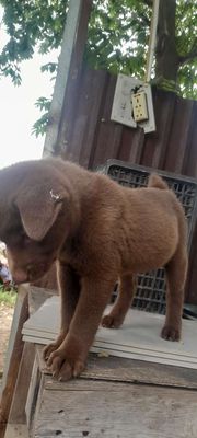 Bán chó Mông cộc