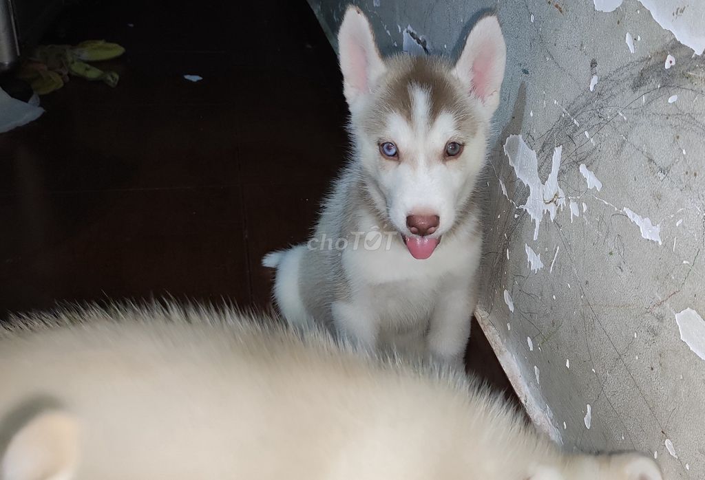 Chó Husky Isabella thuần chủng 2 màu mắt may mắn. Mua bán Chó tại Quận 6 Tp Hồ Chí Minh được đăng bởi Nani Yann hình 1