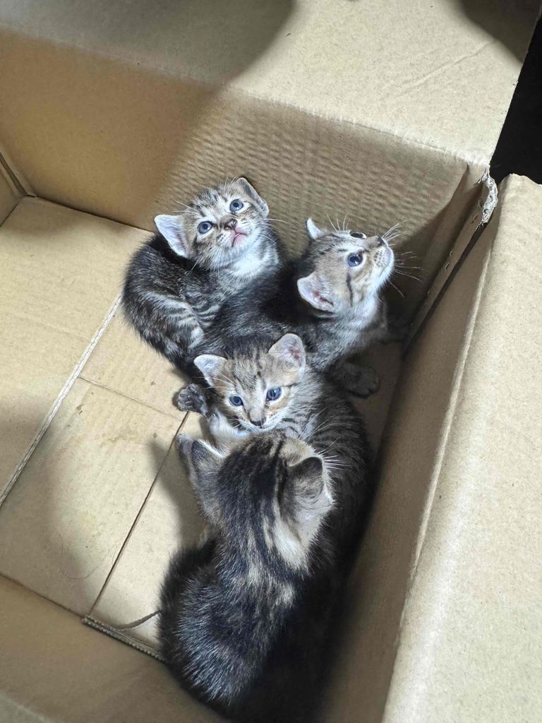 Mình tặng mèo con ạ , mèo mẹ có lai. Mua bán Mèo tại Huyện Bình Chánh Tp Hồ Chí Minh được đăng bởi Xuân Mai hình 1