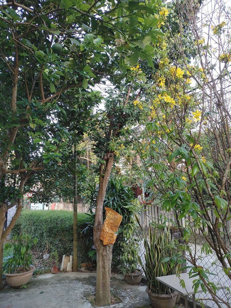 Cây khế Xanh, vàng. Mua bán Cây cảnh, đồ trang trí tại Thị xã Điện Bàn Quảng Nam được đăng bởi Trà hình 1