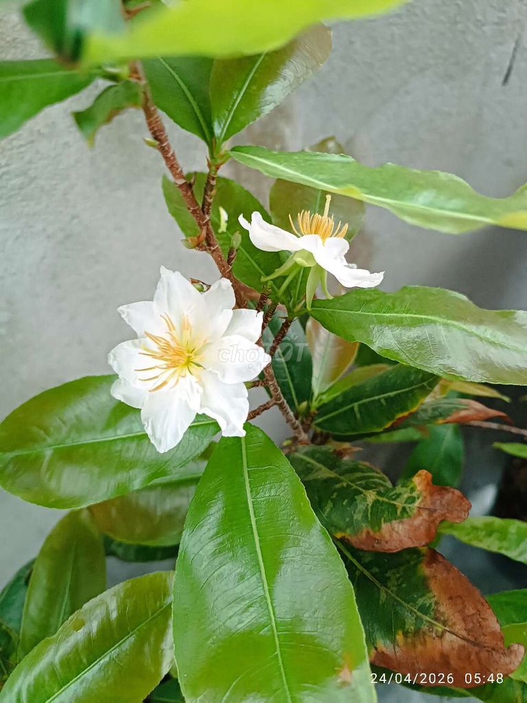 Cây cảnh Bạch Mai Tân Tân Trắng. Mua bán Cây cảnh, đồ trang trí tại Huyện Quảng Điền Thừa Thiên Huế được đăng bởi Trương Đình Bách hình 1