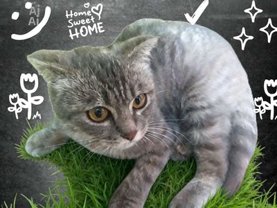 Mèo Anh lông ngắn Vằn ghi 1.5 tuổi