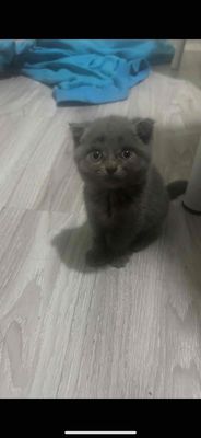 Mèo anh lông ngắn. Mua bán Mèo tại Thành phố Thủ Đức Tp Hồ Chí Minh được đăng bởi Hạo Hạo