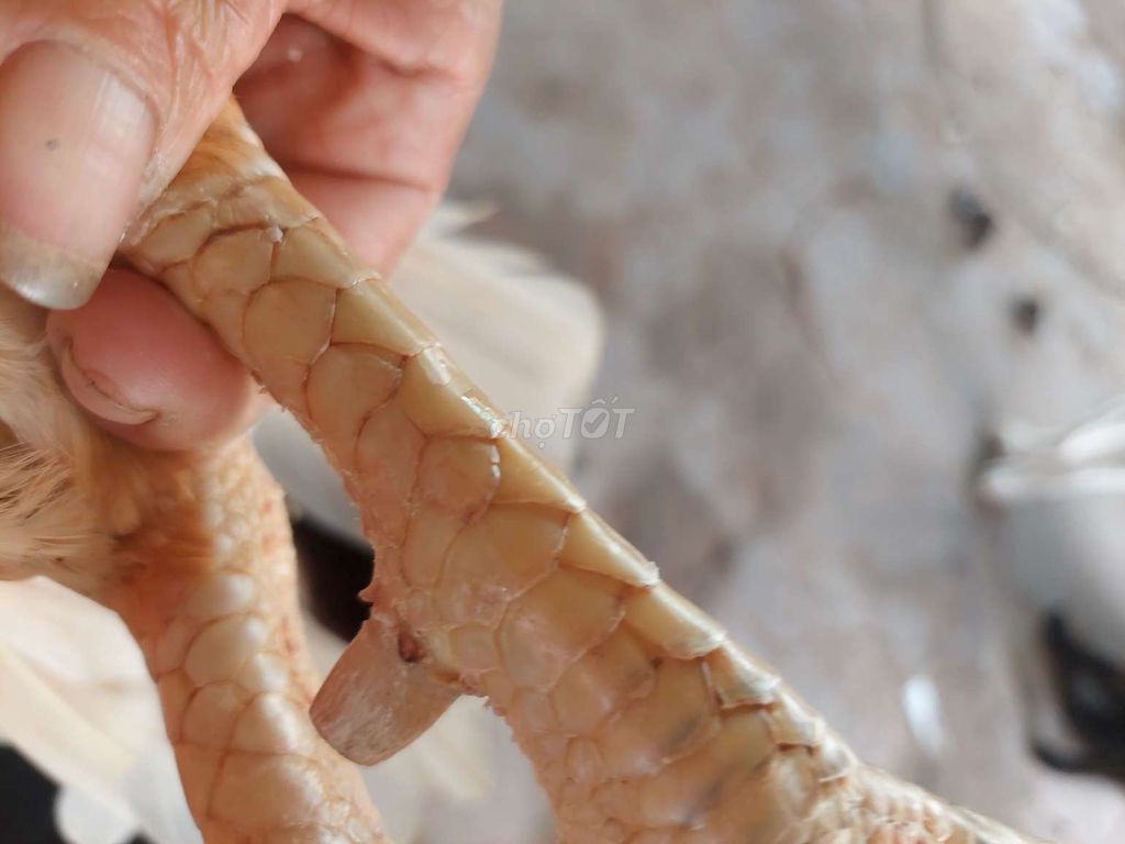 Bán gà bướm chân vàng 3,1 kg gà con Cừ con không