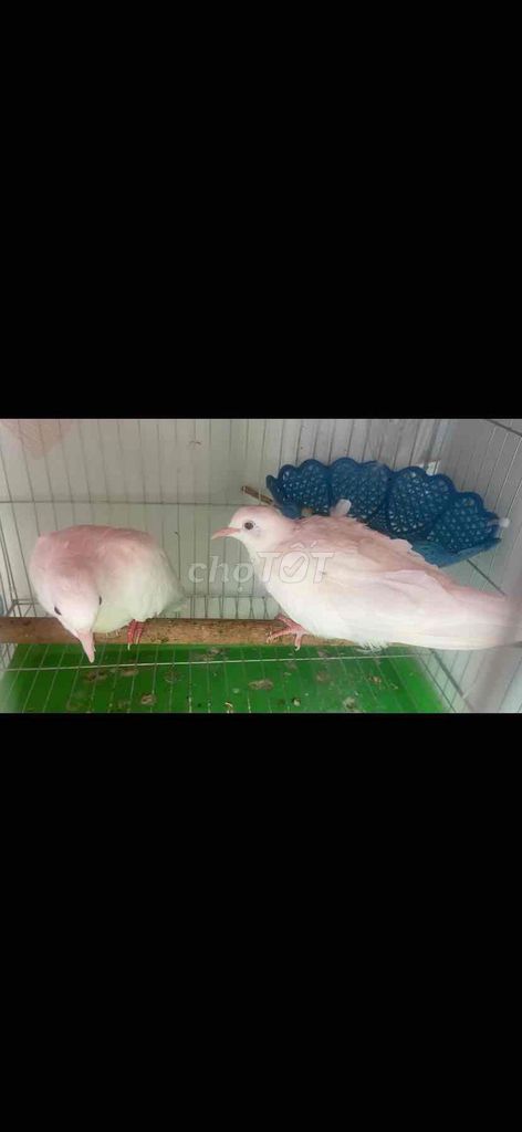 Chim cu gáy Nhật Trắng 50/1e. Mua bán Chim tại Quận Tân Phú Tp Hồ Chí Minh được đăng bởi linh cu gáy hình 1