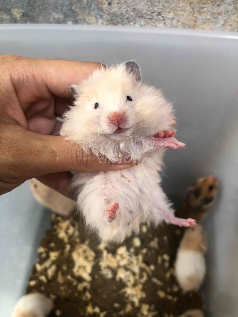 Hamster Bear xù mơ xoăn Baby. Mua bán Thú cưng khác tại Quận Bình Tân Tp Hồ Chí Minh được đăng bởi Ở trọ bày đặt bán chụtt hình 1