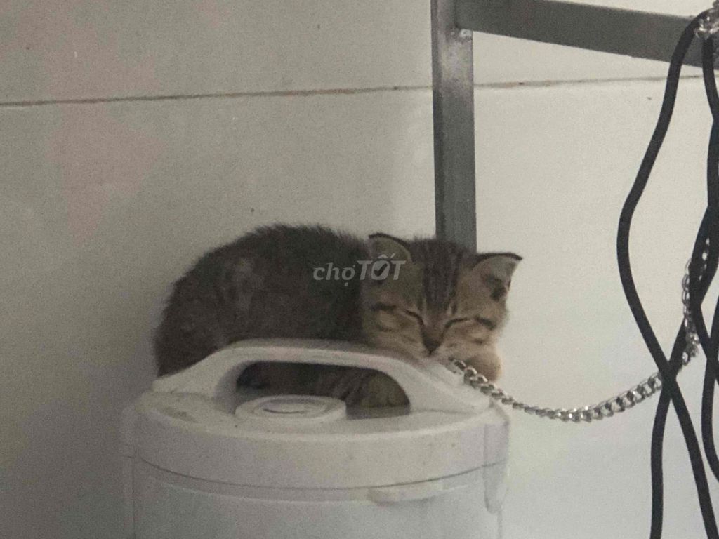 Mèo Anh lông ngắn tai cụp. Mua bán Mèo tại Huyện Yên Dũng Bắc Giang được đăng bởi Ngọc Linh hình 1