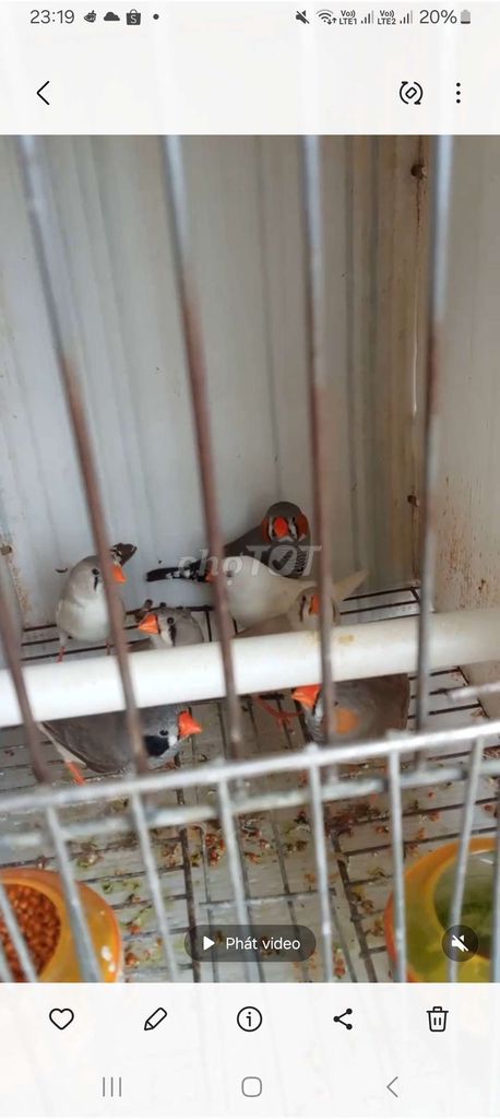 Chim Mạnh manh nhiều màu. Mua bán Chim tại Quận Long Biên Hà Nội được đăng bởi tổng kho gia dụng  hình 1