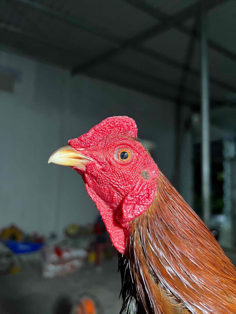 Gà chọi trống Điều 1.25kg 13 tháng. Mua bán Gà tại Thành phố Thủ Đức Tp Hồ Chí Minh được đăng bởi triệu hình 1