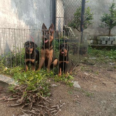 Bécgie Đức cái cực VIP