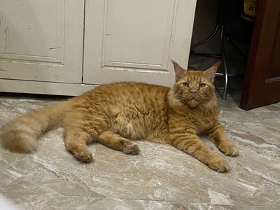 Mèo Maine Coon Cái Thuần Chủng, Màu Vàng, 7,5 KGS