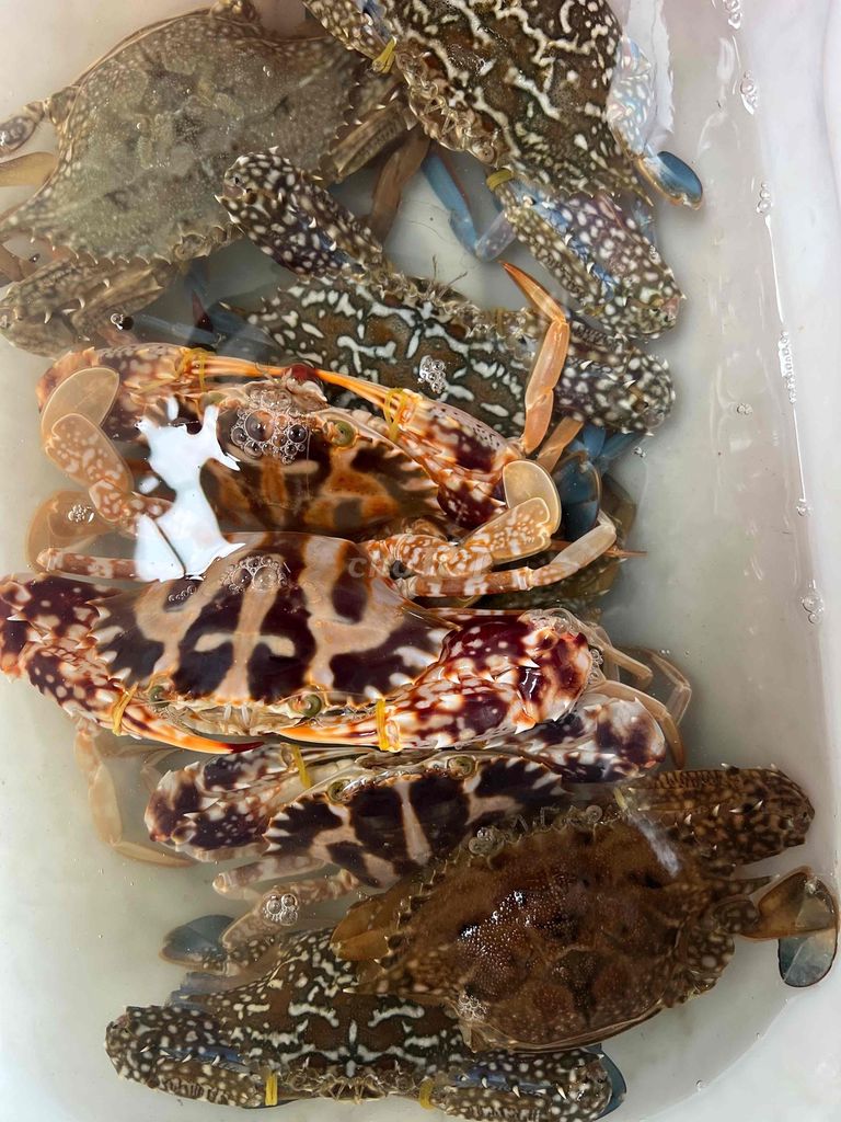 Ghẹ sống thiên nhiên. Mua bán Đồ ăn, thực phẩm và các loại khác tại Quận Liên Chiểu Đà Nẵng được đăng bởi Tên chưa cung cấp hình 1