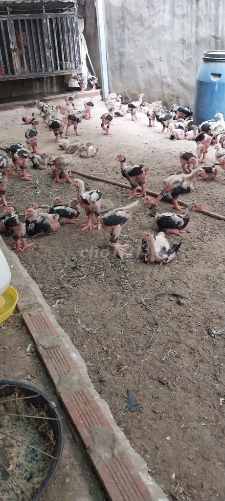 Gà Đông Tảo 700gr 7 tuần tuổi. Mua bán Gà tại Quận Bình Thạnh Tp Hồ Chí Minh được đăng bởi Vũ Xim hình 1