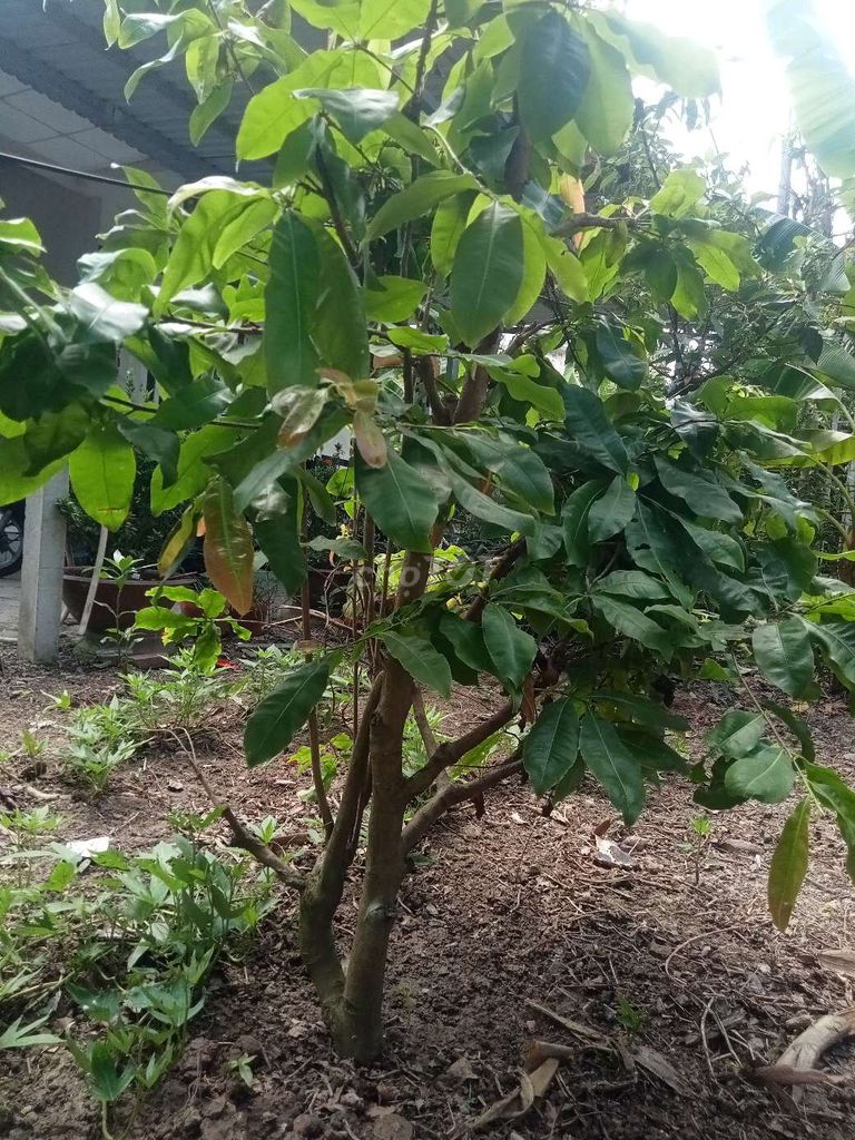 Mai giảo Thủ Đức hoành 25. Mua bán Cây cảnh, đồ trang trí tại Quận Cái Răng Cần Thơ được đăng bởi  phố  cần Thơ  hình 1