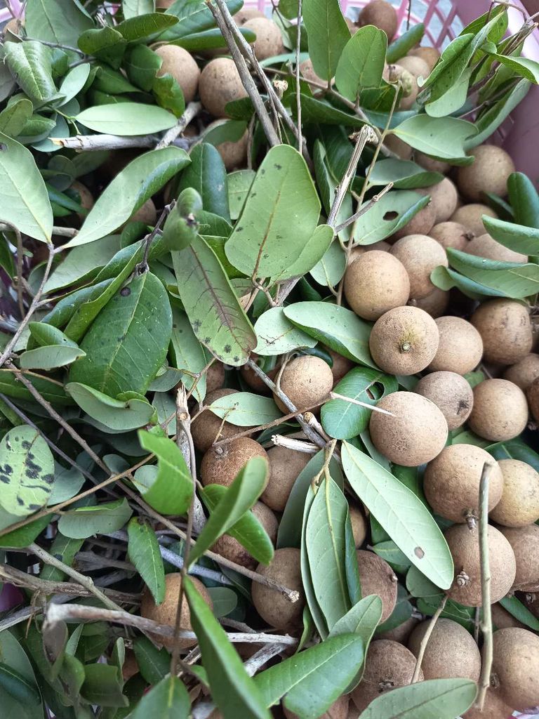 Nhãn Xuồng Miền Tây To tròn ngọt thanh mát. Mua bán Đồ ăn, thực phẩm và các loại khác tại Thành phố Dĩ An Bình Dương được đăng bởi Văn Hoàng hình 1