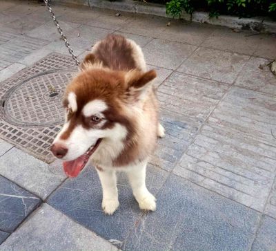 Tìm sen mới cho cún. Mua bán Chó tại Quận Cầu Giấy Hà Nội được đăng bởi Tuấn Anh