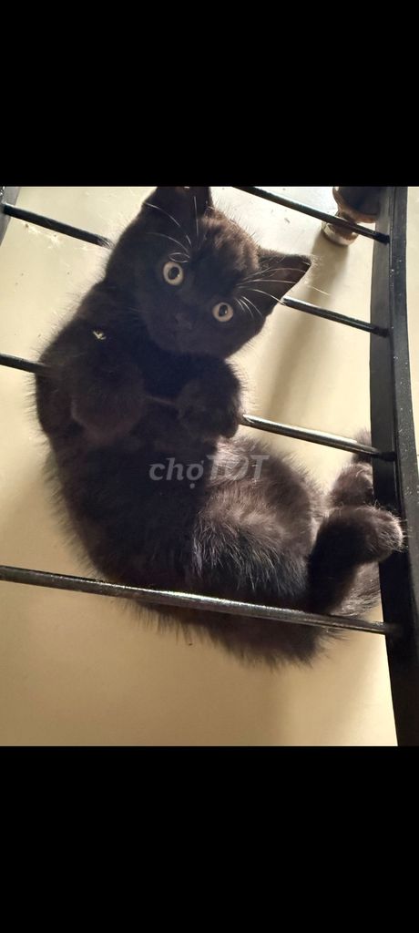 Mèo Anh lông ngắn đực 2 tháng. Mua bán Mèo tại Quận Tân Bình Tp Hồ Chí Minh được đăng bởi Tran Nam Duong hình 1