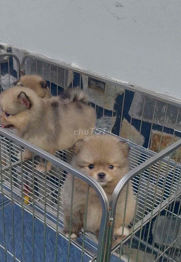 Pom thái mini ( từ 5tr5 trở lên ). Mua bán Chó tại Quận Ninh Kiều Cần Thơ được đăng bởi Mẫnn Mẫnn hình 1