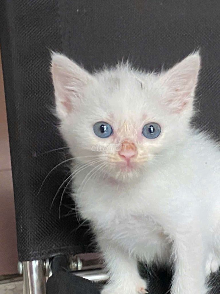 Mèo anh lông ngắn thuần bị nấm. Mua bán Mèo tại Quận 8 Tp Hồ Chí Minh được đăng bởi Thuy Thanh hình 3