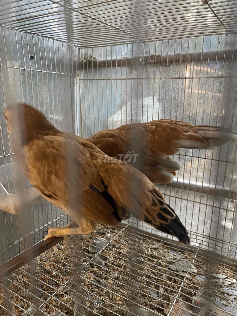 Đôi tre bắc cộc. Mua bán Gà tại Quận Bắc Từ Liêm Hà Nội được đăng bởi Bird hình 1