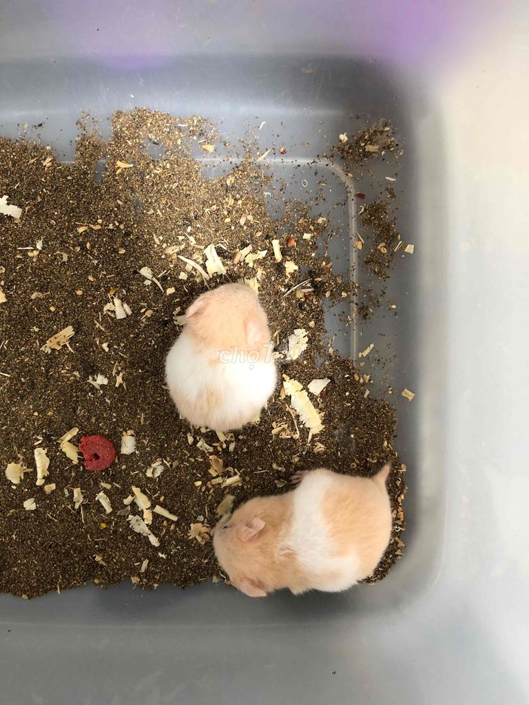 Chuột Hamster Bear Trắng mơ dòng thường. Mua bán Thú cưng khác tại Quận Bình Tân Tp Hồ Chí Minh được đăng bởi Ở trọ bày đặt bán chụtt hình 1