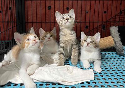 Mèo anh lông ngắn tabby , xám , cam