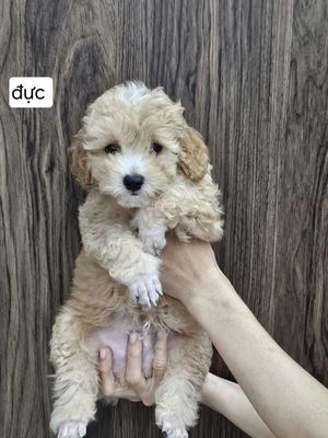 Chó Poodle 2 tháng tuổi