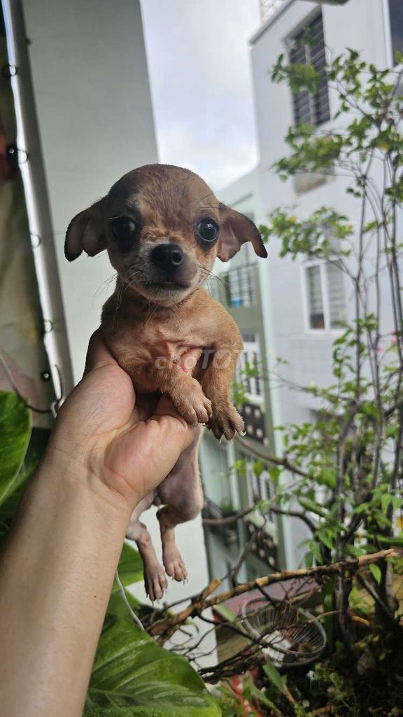 Chó Chihuahua. Mua bán Chó tại Quận Phú Nhuận Tp Hồ Chí Minh được đăng bởi Thành hình 1