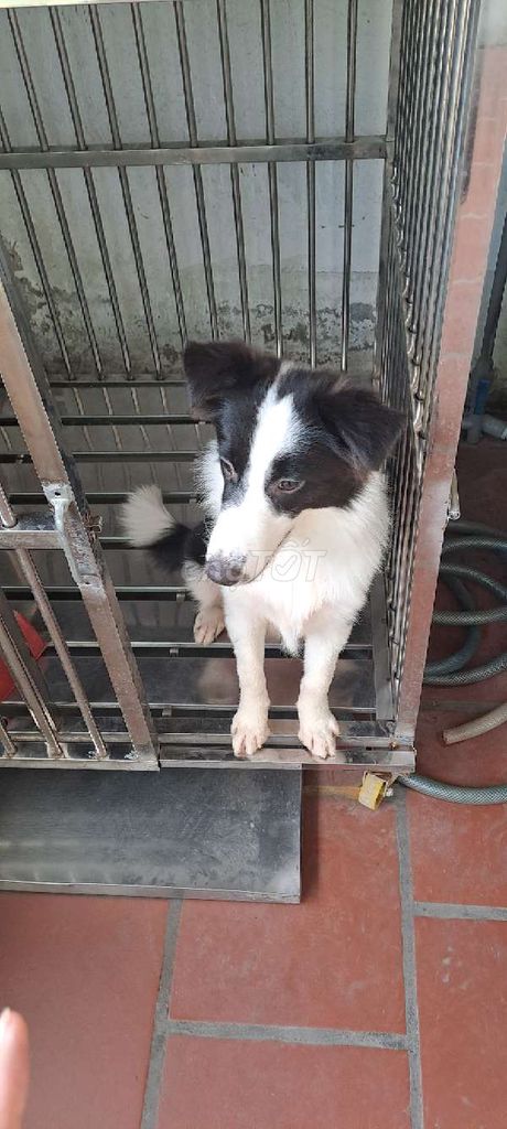 Chó Border Collie Đen trắng Đủ 3 mũi. Mua bán Chó tại Huyện Bình Chánh Tp Hồ Chí Minh được đăng bởi Bảo Nam hình 1