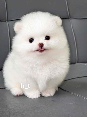 Chó Pomeranian Mini pom thái