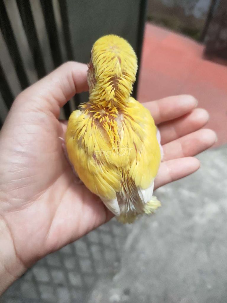 Chim cảnh non màu Vàng khỏe mạnh. Mua bán Chim tại Quận Hai Bà Trưng Hà Nội được đăng bởi Shop chim cảnh hình 1