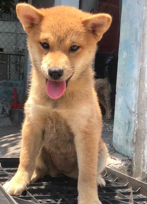 Chó Shiba Inu - chó shiba inu thuần chủng