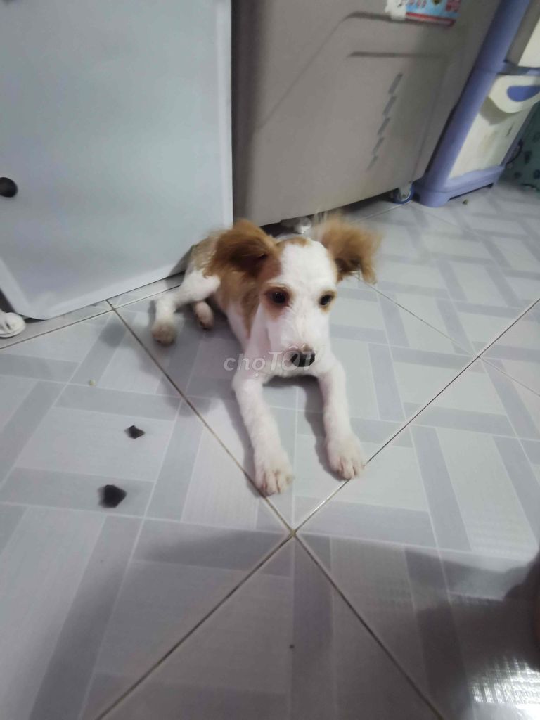 Chó Poodle Trắng nâu. Mua bán Chó tại Thành phố Thủ Đức Tp Hồ Chí Minh được đăng bởi Huy hình 1